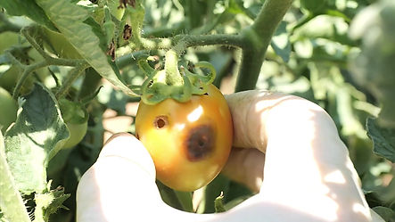 Growing Tomatoes, Part 3 - Plant Protection
